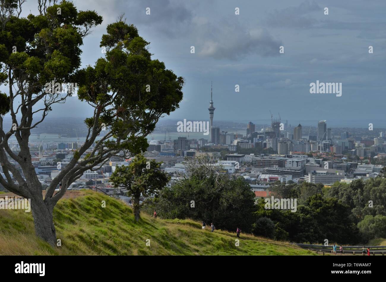Arbres et de la nature sur le mont Eden à Auckland, Nouvelle-Zélande Banque D'Images