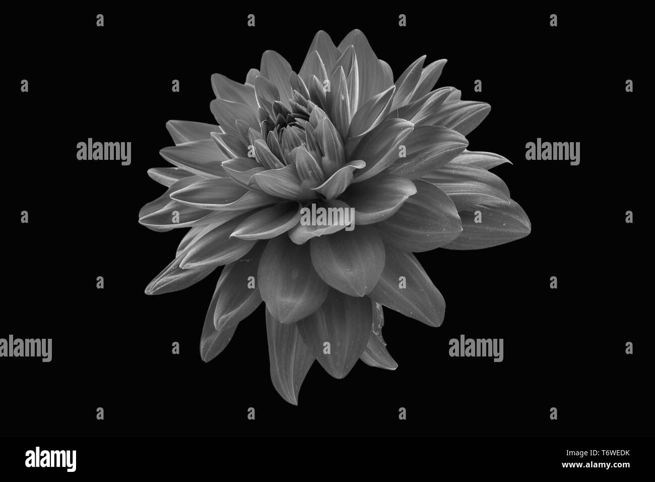 Jolie fleur blanche Banque d'images noir et blanc - Page 3 - Alamy