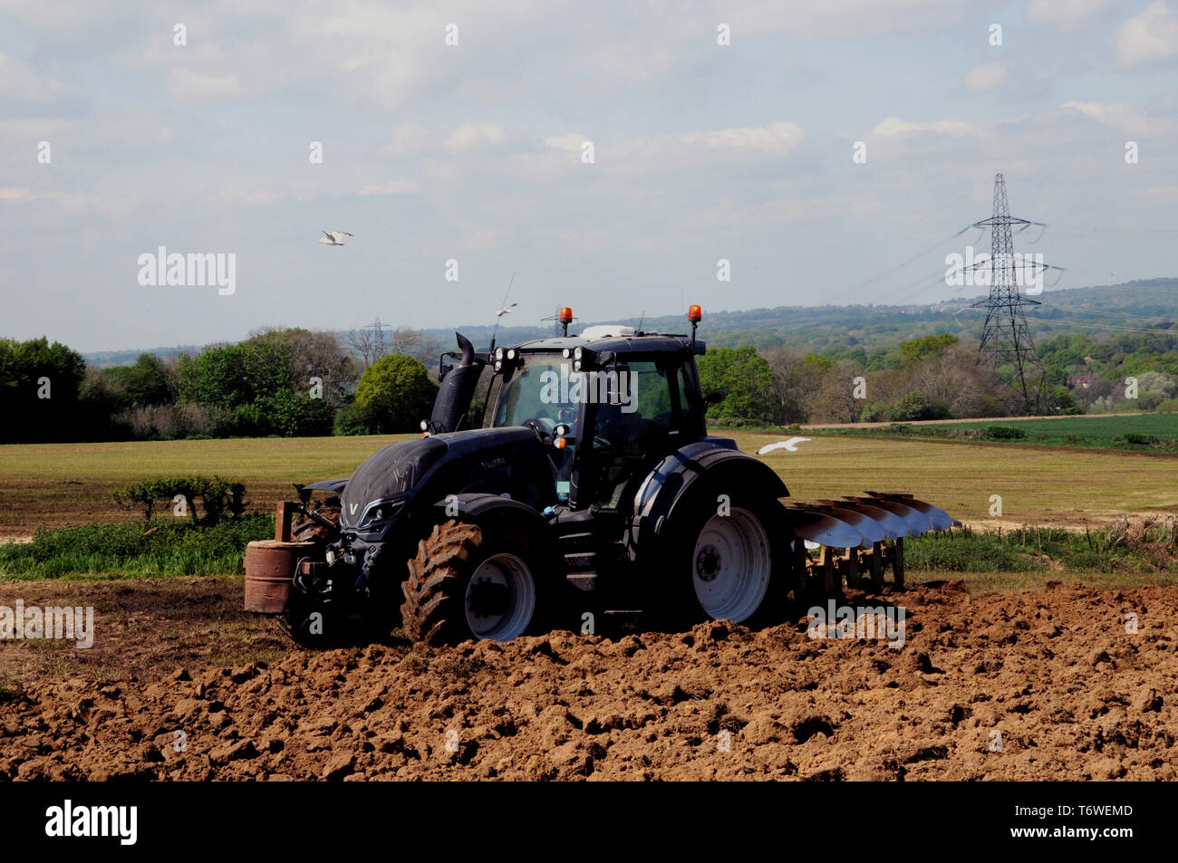 Un tracteur laboure un champ de grande près de Cowbeech, un village de la campagne du Sussex de l'Est. La tournée sol fournit de la nourriture pour les goélands. Banque D'Images