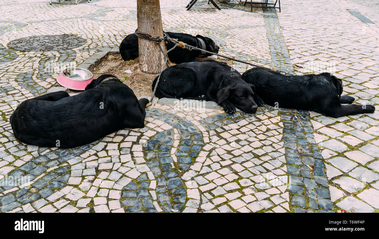 Adorable labrador noir Labrador noir mélanger le chien endormi sur la rue à Aveiro, Portugal, en dépit de toutes les activités autour d'eux. Banque D'Images