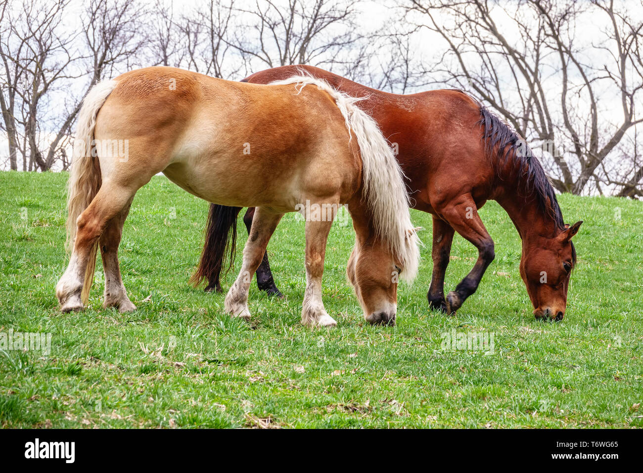 Deux chevaux qui broutent dans les pâturages au printemps centre équestre en public Banque D'Images
