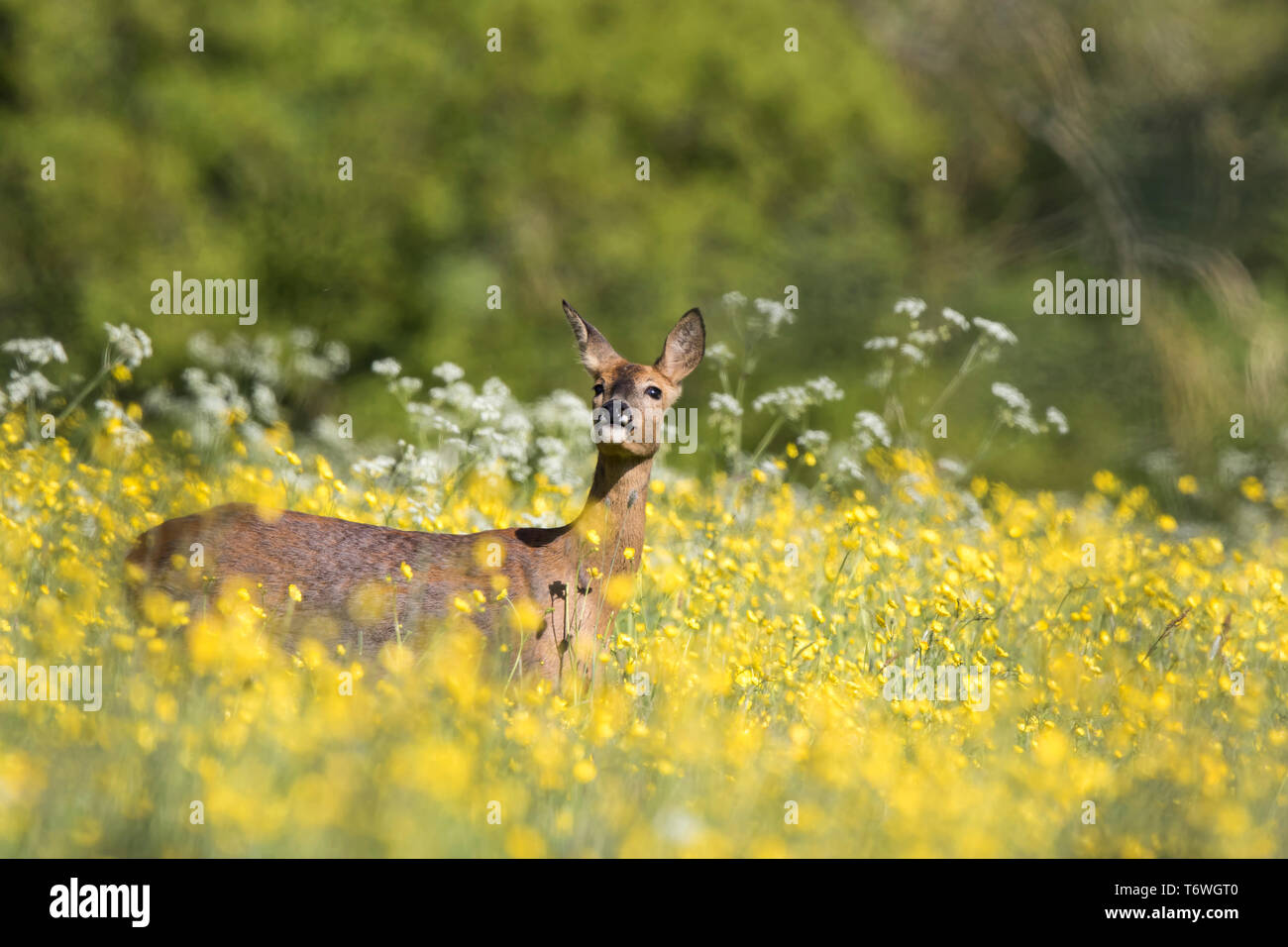 Cerf de Virginie britannique (Capranolus capranolus); doe isolée debout dans un joli pré britannique avec des fleurs sauvages, tête vers le haut. Cerf du Royaume-Uni. Banque D'Images