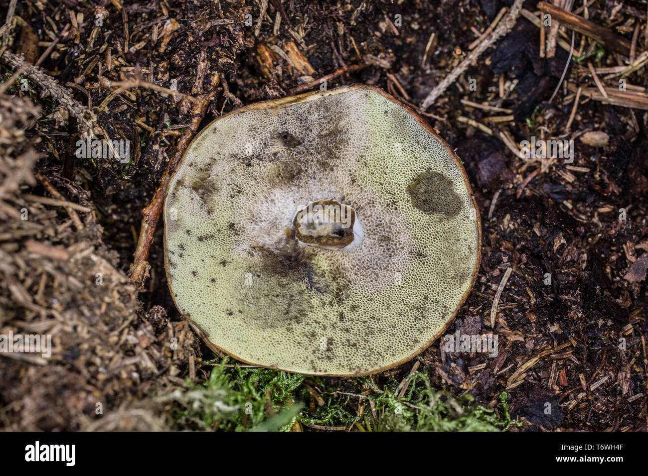 Les champignons d'un champignon tubulaire à partir de ci-dessous Banque D'Images