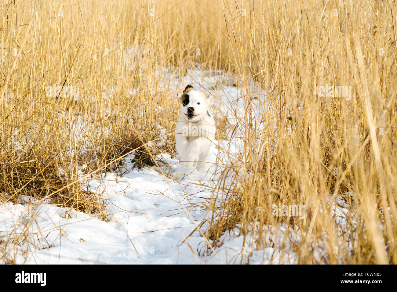 Un Saint Bernard chiot traverse un champ neigeux Banque D'Images