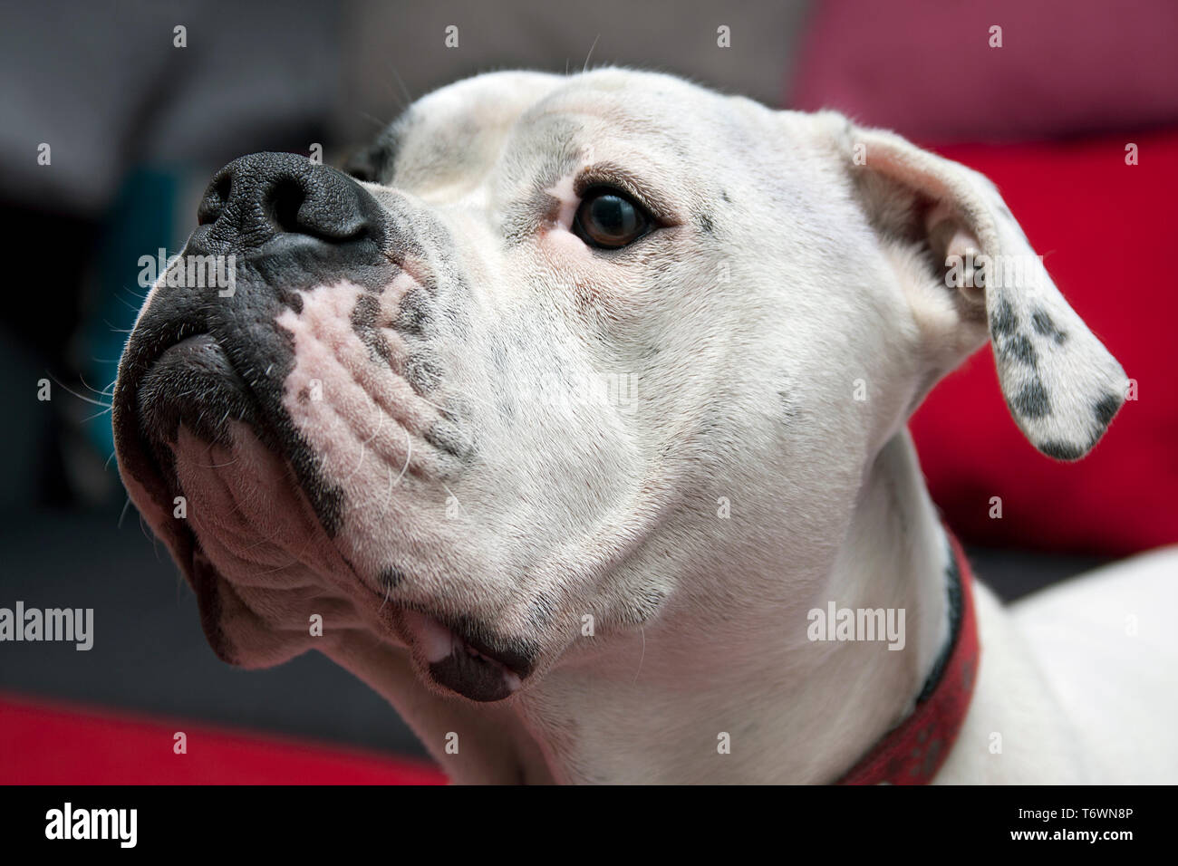 Profil du visage de Old Tyme bulldog Banque D'Images