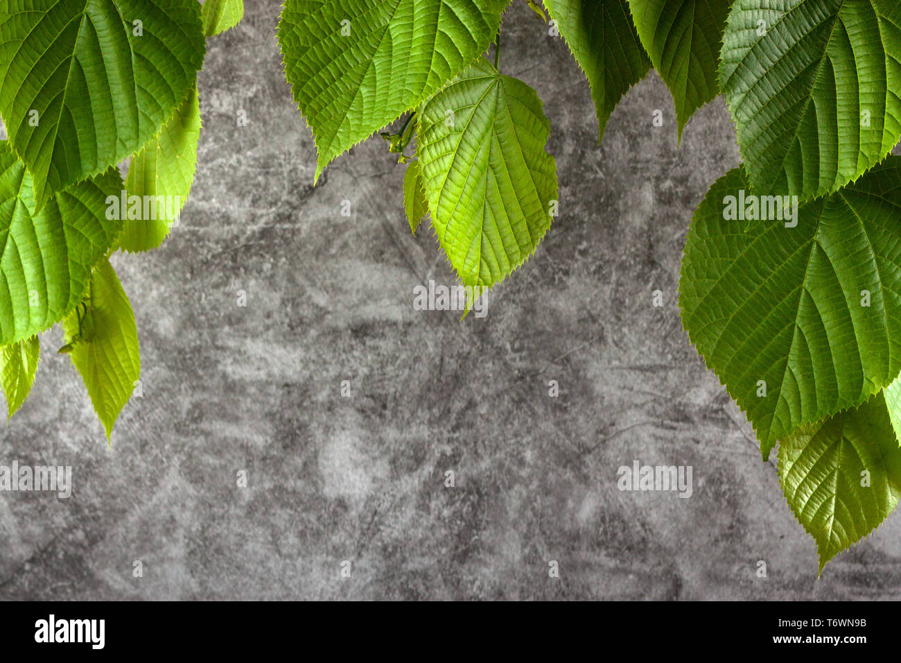 Les jeunes feuilles vertes de Linden sur un arrière-plan en marbre gris Banque D'Images