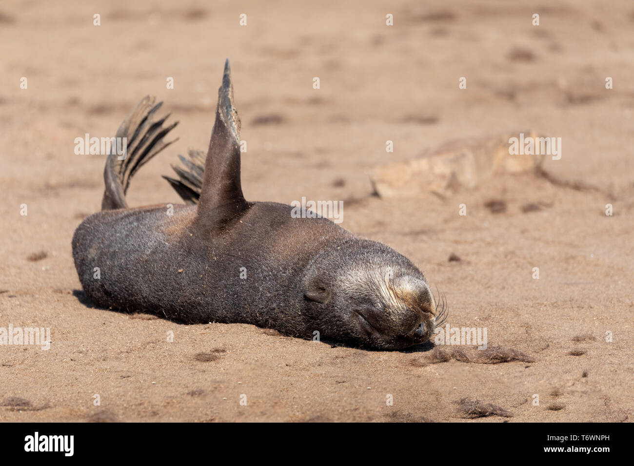 Bebe Phoque Brun A Cape Cross La Namibie Photo Stock Alamy