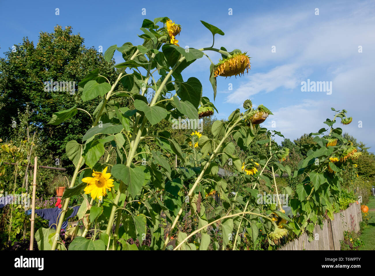 Les 6 Jardins Extraordinaires Quil Faut Absolument Voir Les 6 Jardins Extraordinaires Quil Faut Absolument Voir