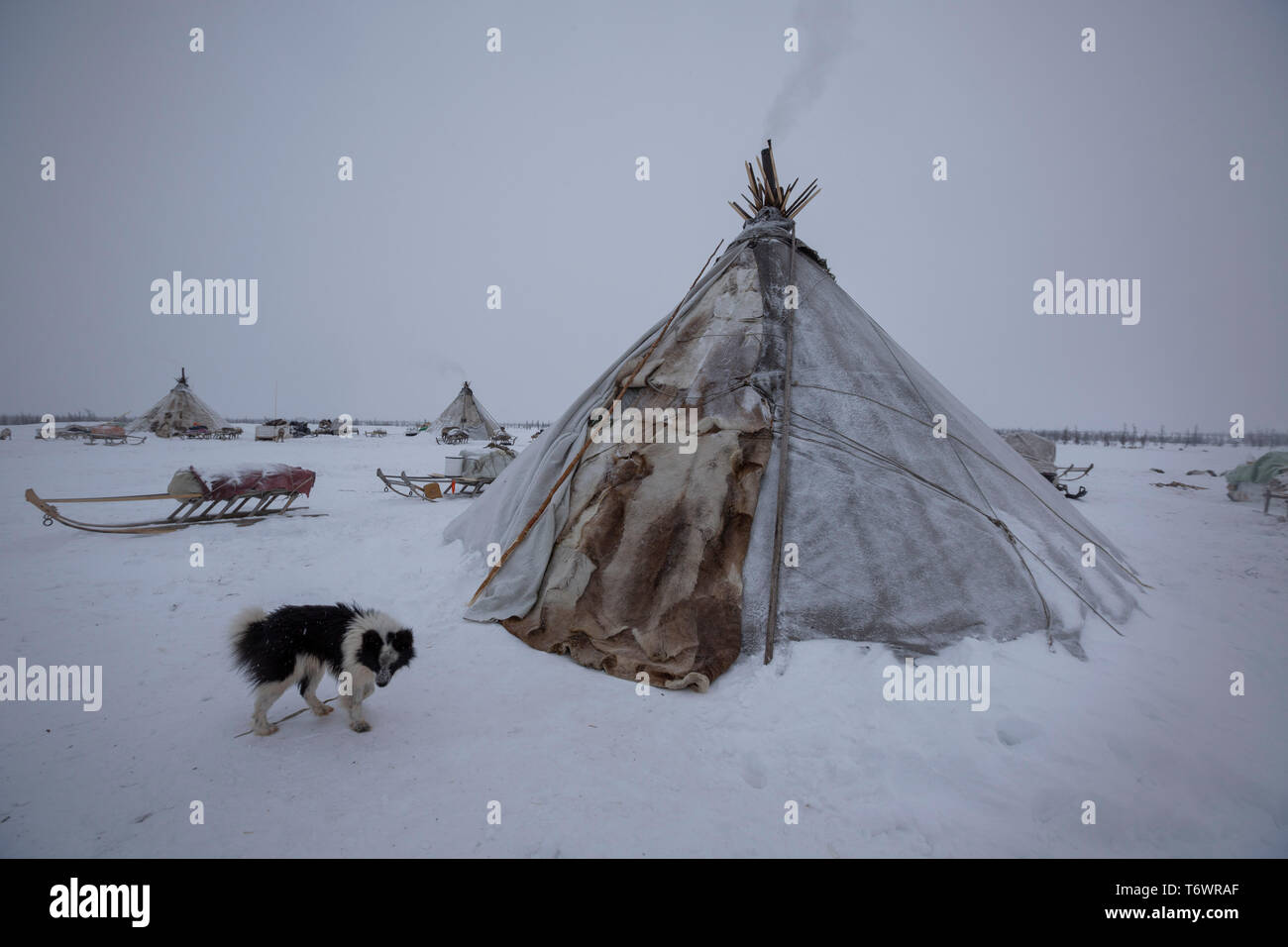 La Russie, dans la région autonome de Yamal-Nenets, péninsule de Yamal Nenets, les éleveurs de rennes au camp Banque D'Images