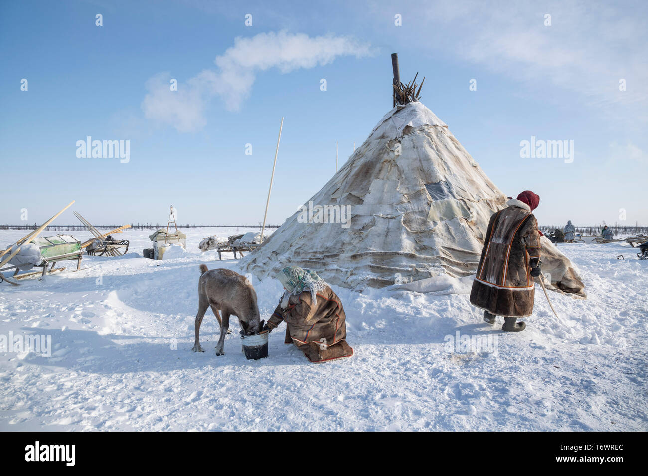 La Russie, dans la région autonome de Yamal-Nenets, péninsule de Yamal Nenets, les éleveurs de rennes au camp Banque D'Images