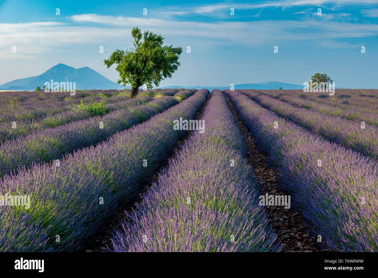 Arbre isolé en violet champ de lavande sur le Plateau de Valensole, Provence France Banque D'Images