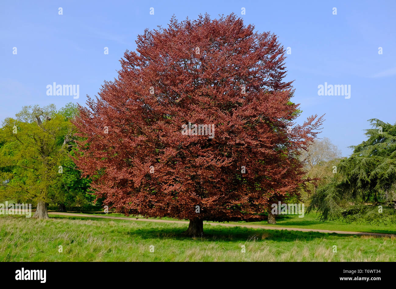 Copper beech tree, holkham, North Norfolk, Angleterre Banque D'Images