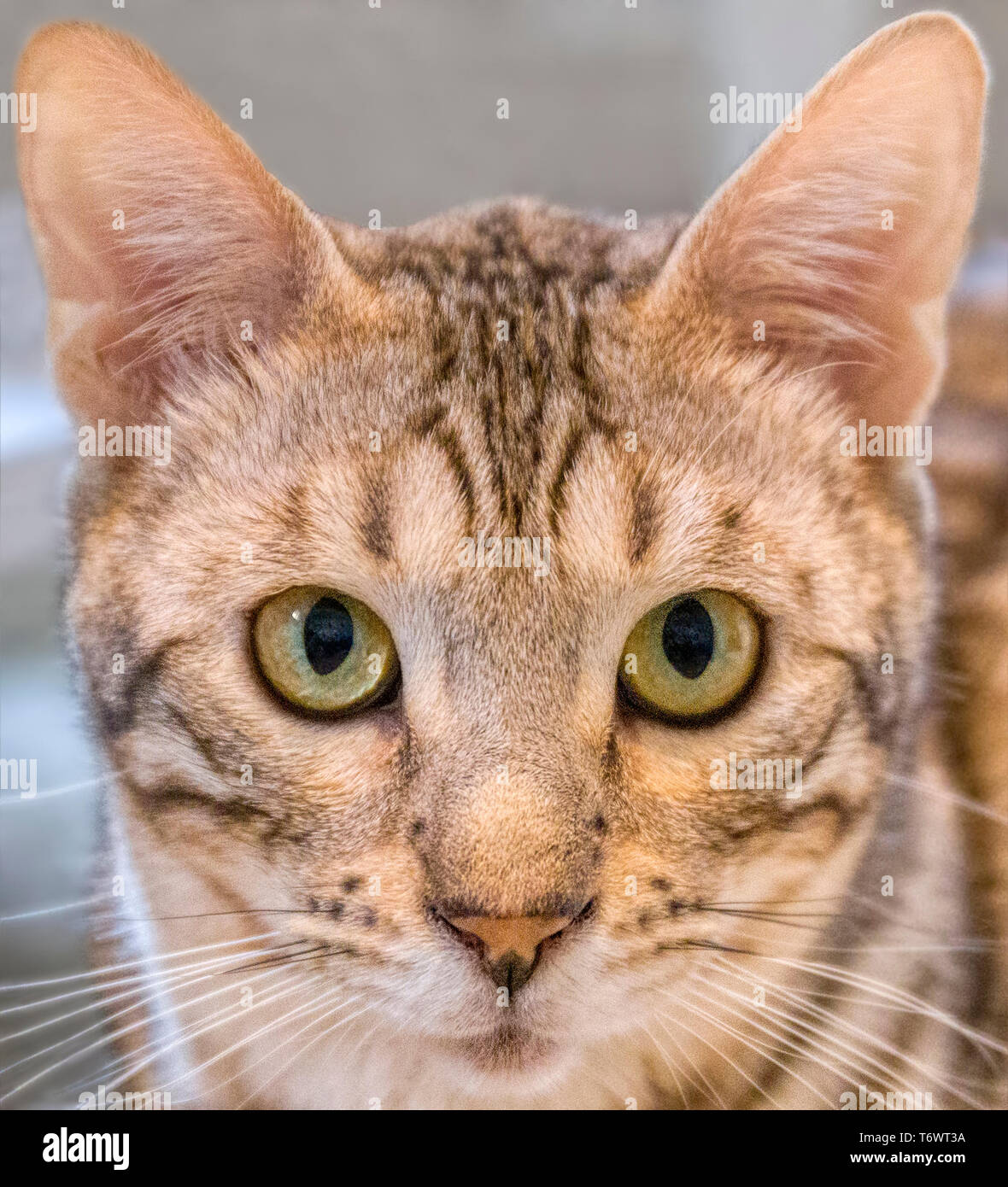 Close up portrait du visage de chat Bengal mâle looking at camera Banque D'Images