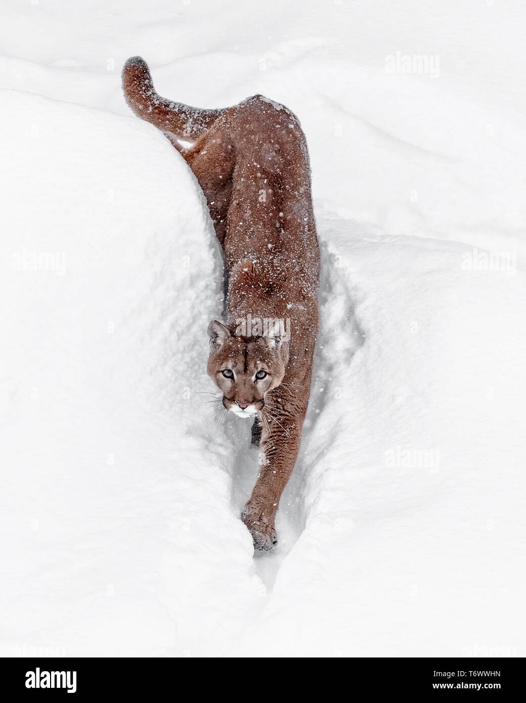 Le cougar va par beaucoup de noms y compris mountain lion, puma, panthère, ou catamount, est un grand chat originaire des Amériques. Banque D'Images