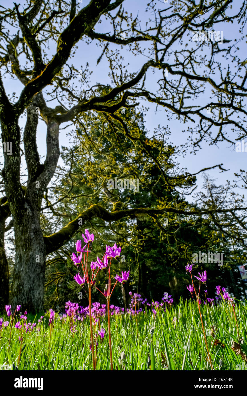 Le chêne de Garry et d'étoiles filantes, Hatley Park, Colwood, Victoria (Colombie-Britannique, Canada) Banque D'Images