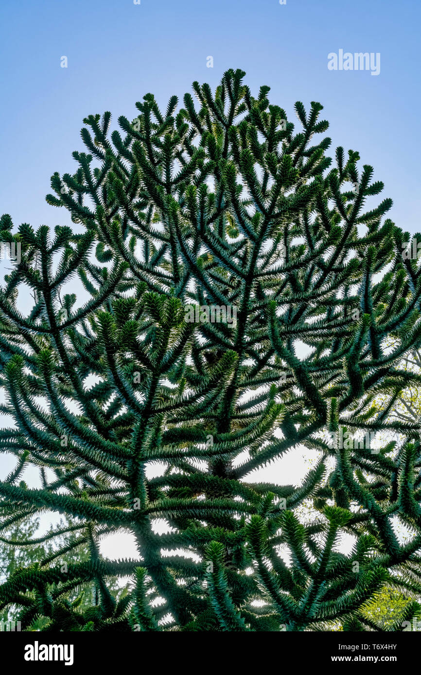 Arbre généalogique monkey puzzle, Araucaria araucana Banque D'Images