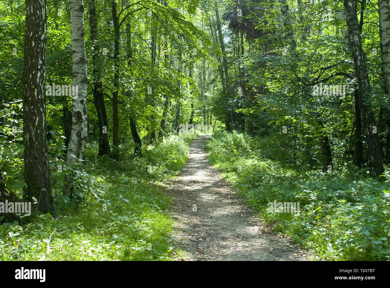 Sentier dans la forêt de feuillus en été Banque D'Images