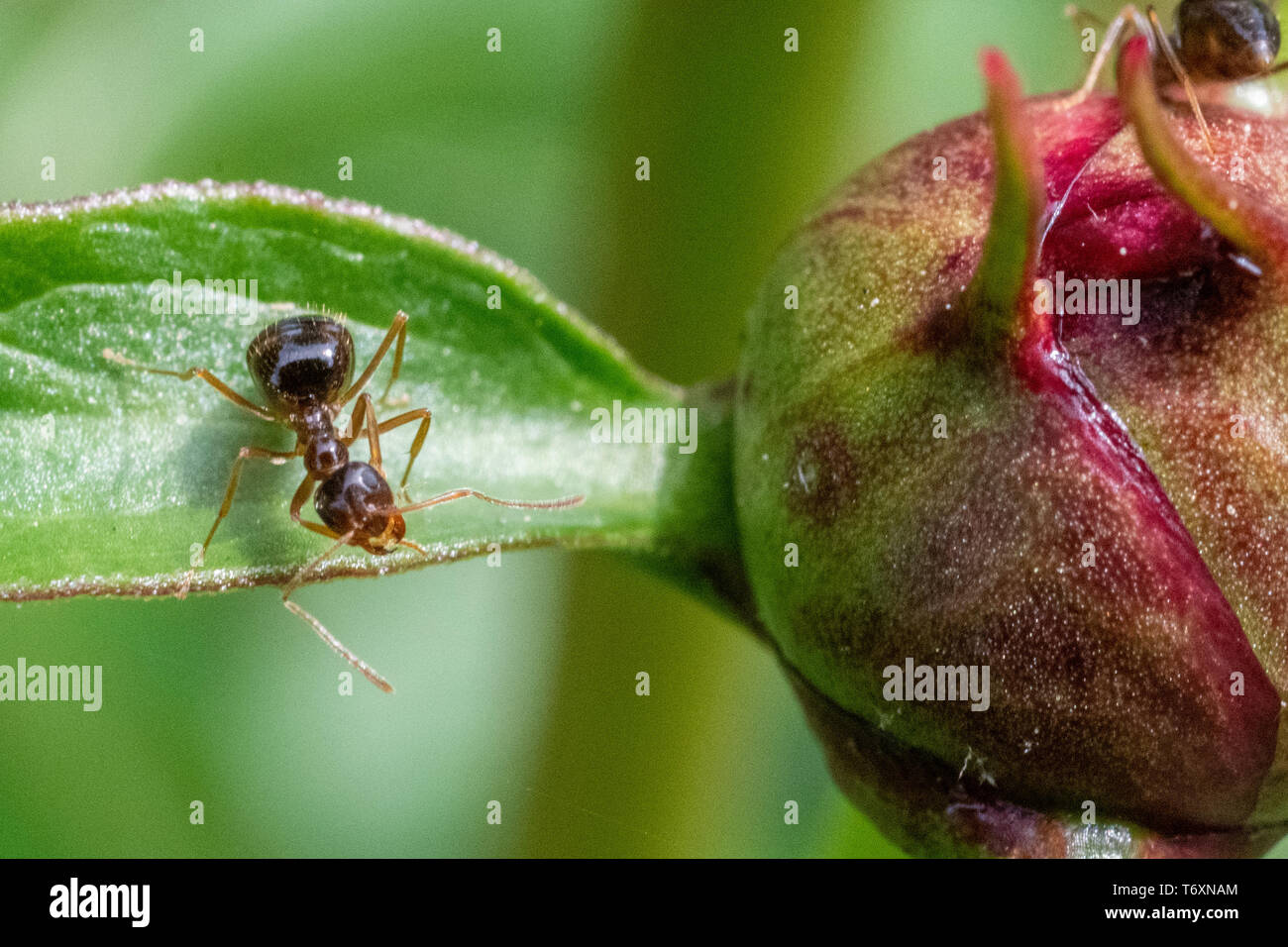 Bouton floral de pivoine avec fourmis rampant - vert bourgeon de pivoine avec coloration magenta - pivoines avec les insectes - fourmis - close up close up of ant sur une fleur Banque D'Images