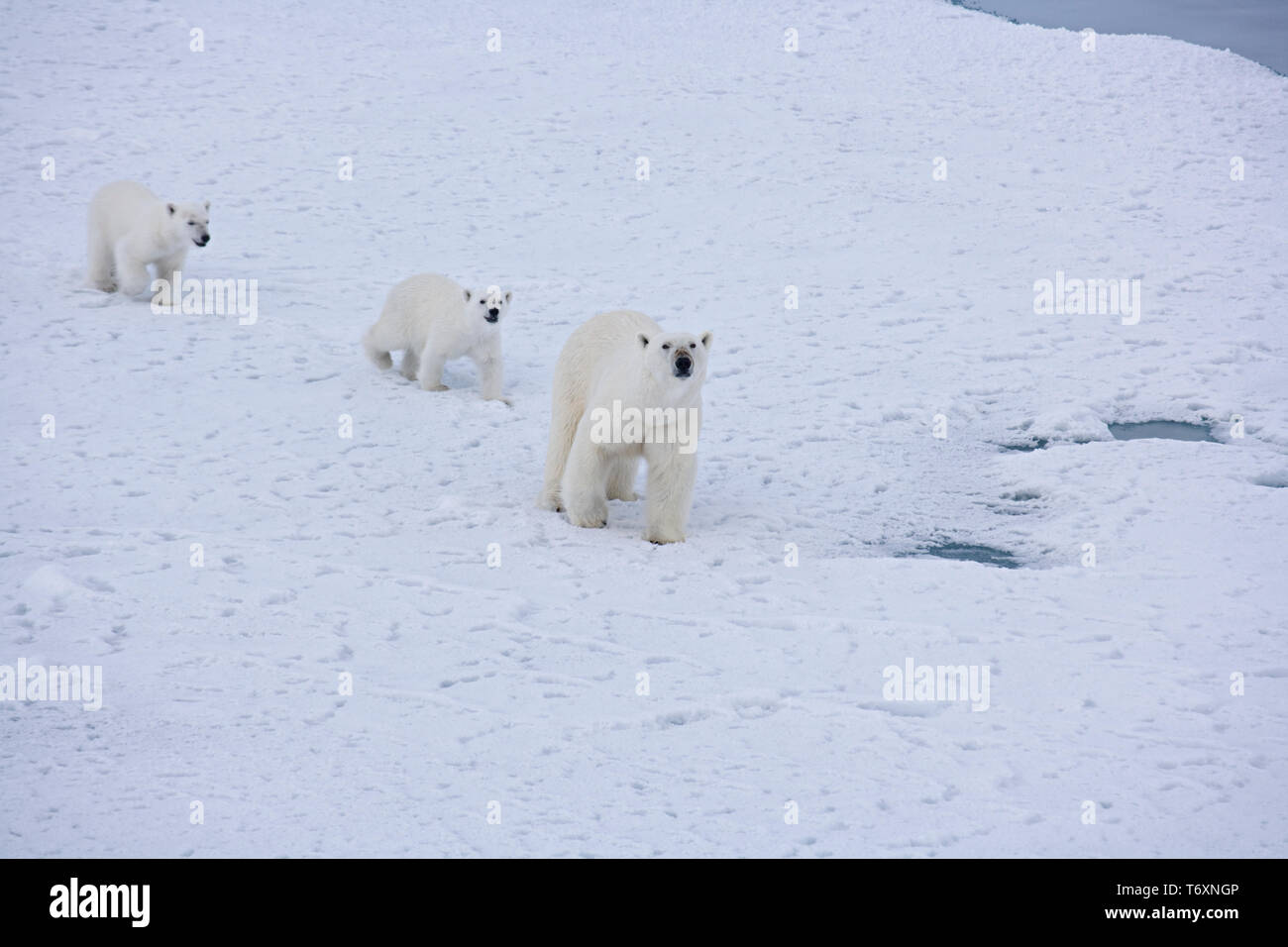 L'ours polaire (Ursus maritimus) mère et deux petits sur la glace de mer dans l'Arctique russe, photographiés au cours de voyage à pôle Nord. Banque D'Images L'ours polaire (Ursus maritimus) mère et deux petits sur la glace de mer dans l'Arctique russe, photographiés au cours de voyage à pôle Nord. Banque D'Images