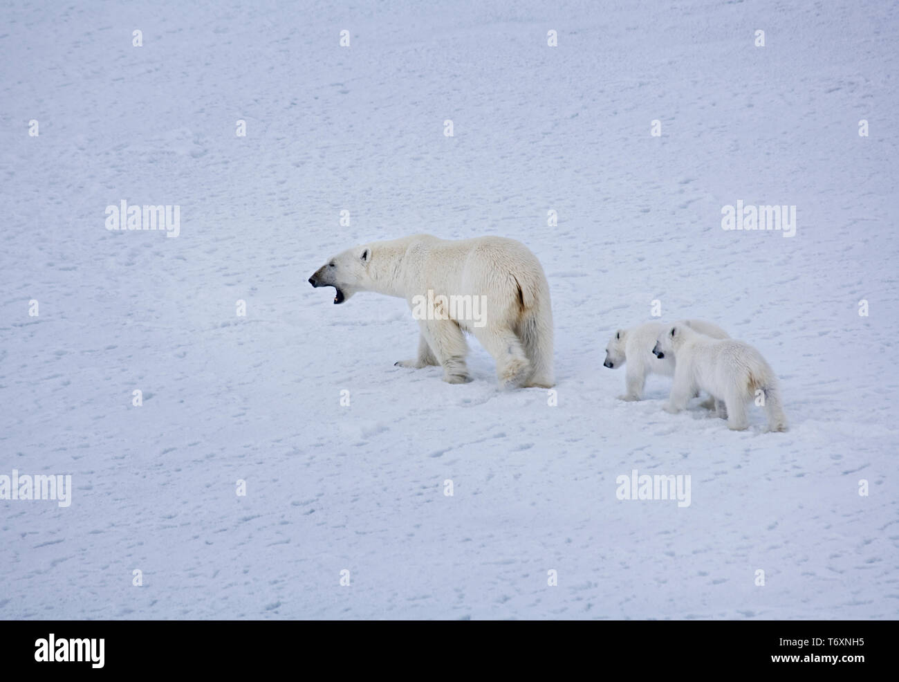 L'ours polaire (Ursus maritimus) mère et deux petits sur la glace de mer dans l'Arctique russe, photographiés au cours de voyage à pôle Nord. Banque D'Images L'ours polaire (Ursus maritimus) mère et deux petits sur la glace de mer dans l'Arctique russe, photographiés au cours de voyage à pôle Nord. Banque D'Images
