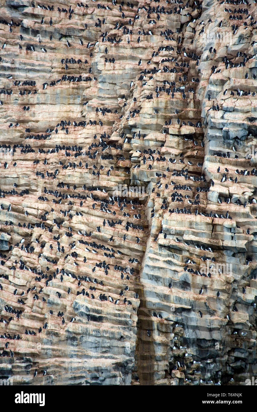 Des pingouins, des mouettes tridactyles et des guillemots nichant sur des orgues basaltiques à Rubini Rock, au large de l'Île Hooker, François-Joseph, l'Arctique russe. Banque D'Images