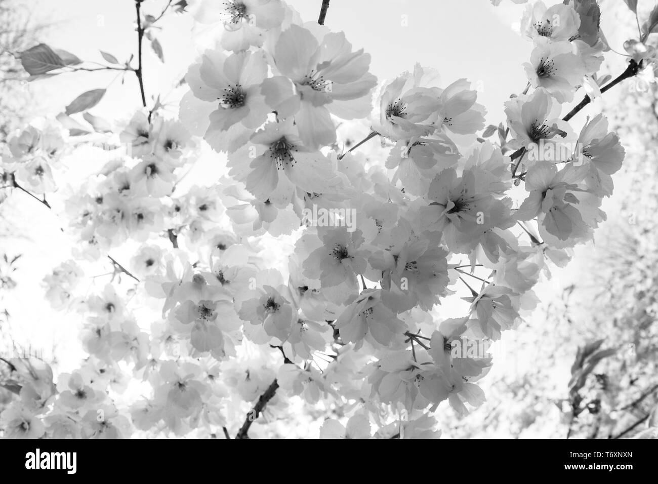 Lukesland est un 24-acre jardin familial dans le parc national du Dartmoor, sur le bord de Ivybridge, dans la région de South Hams, Devon. Situé dans la pittoresque vallée Banque D'Images