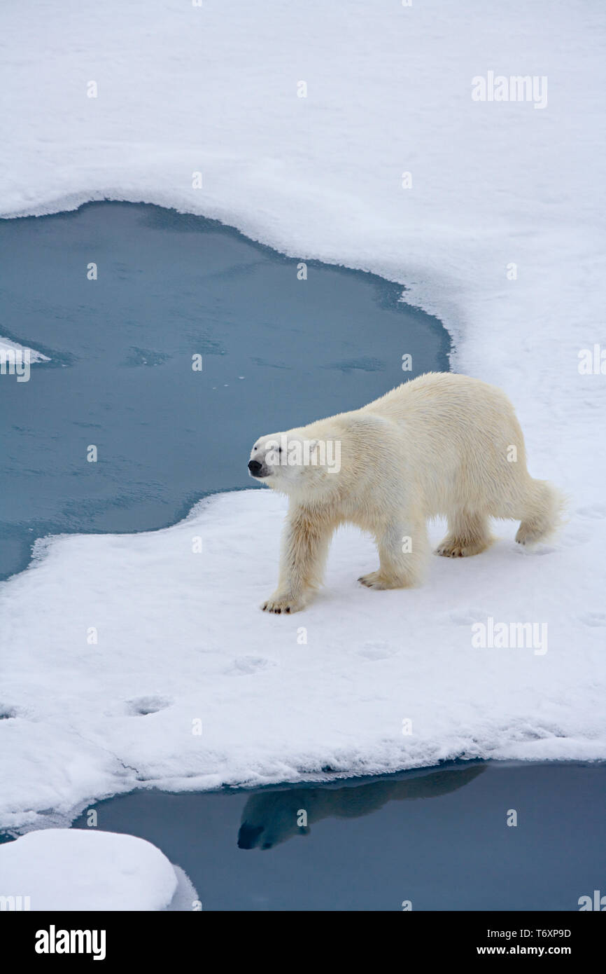 L'ours polaire (Ursus maritimus) sur la glace de mer dans l'Arctique russe, photographiés au cours de voyage à pôle nord à bord du brise-glace nucléaire russe Yamal. Banque D'Images L'ours polaire (Ursus maritimus) sur la glace de mer dans l'Arctique russe, photographiés au cours de voyage à pôle nord à bord du brise-glace nucléaire russe Yamal. Banque D'Images