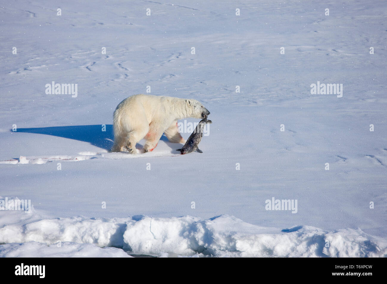 L'ours polaire (Ursus maritimus) sur la glace de mer avec les phoques annelés de l'Arctique russe à tuer, photographiés au cours de voyage à pôle Nord. Banque D'Images L'ours polaire (Ursus maritimus) sur la glace de mer avec les phoques annelés de l'Arctique russe à tuer, photographiés au cours de voyage à pôle Nord. Banque D'Images