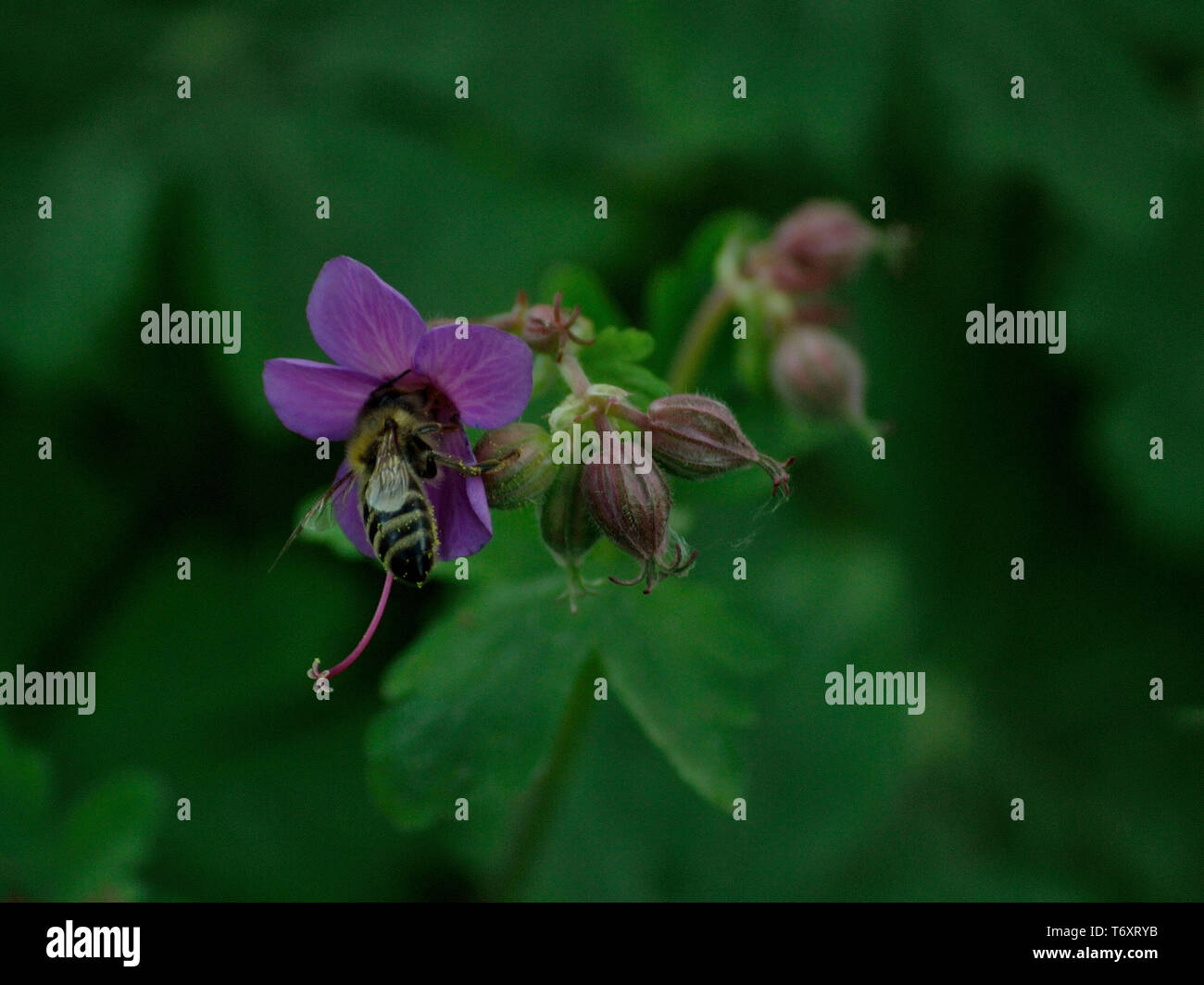 Géranium de bigroot d'abeille macrorrhizum, Banque D'Images