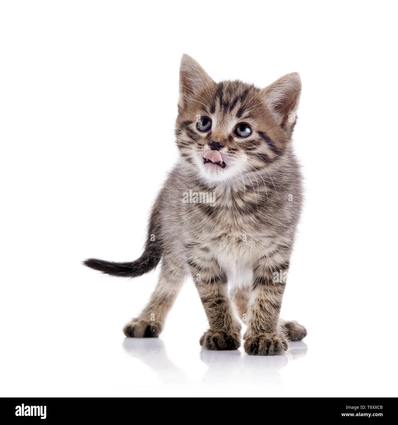 Patte De Chat Qui Leche Banque D Images Detourees Alamy