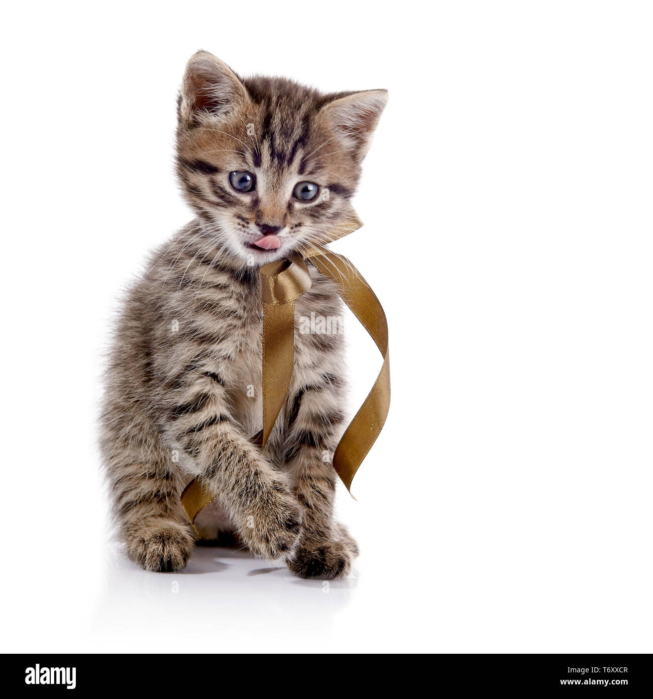 Patte De Chat Qui Leche Banque D Images Detourees Alamy
