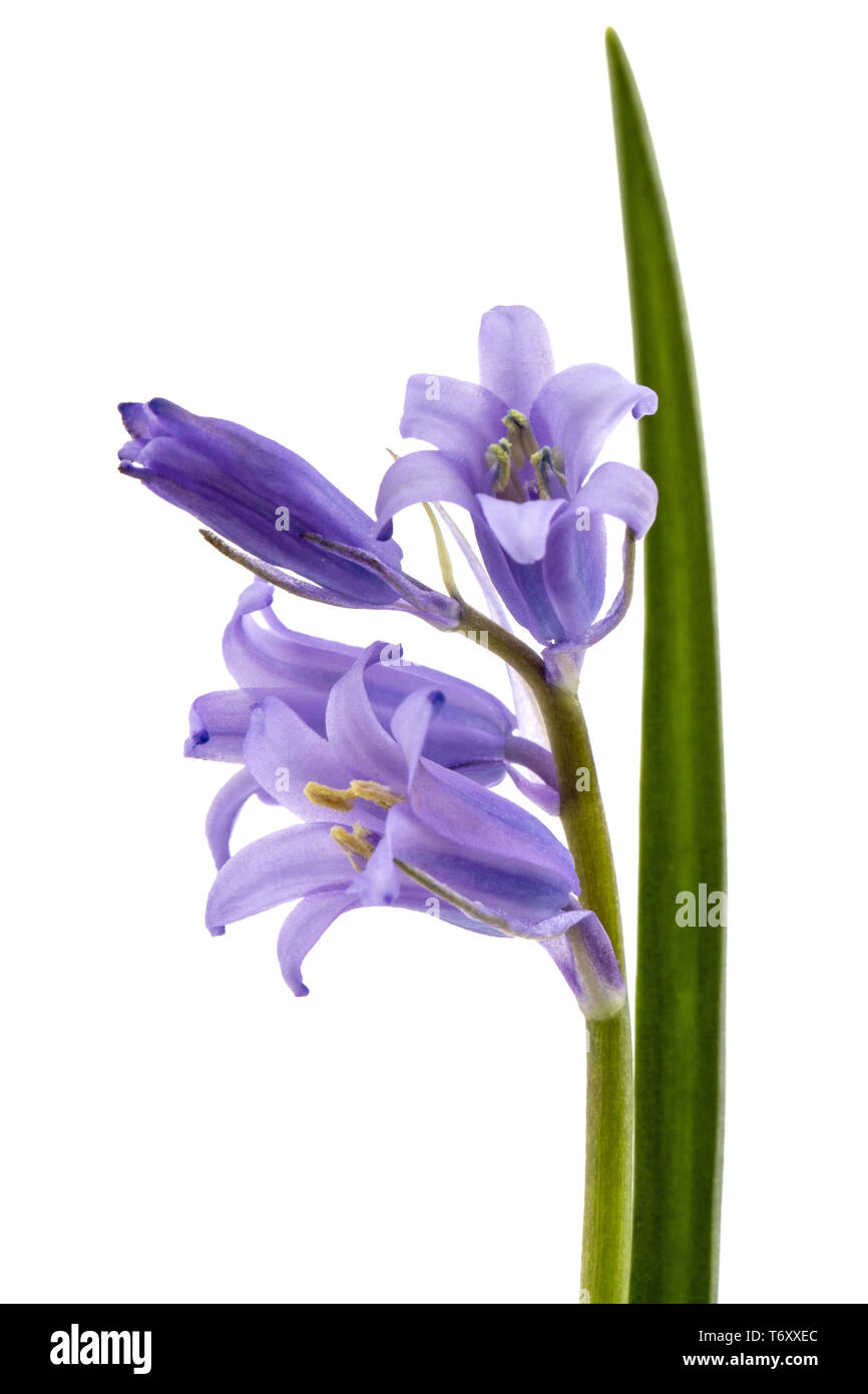 Fleur Bleue de Scilla , fleur bluebell, isolé sur fond blanc Banque D'Images