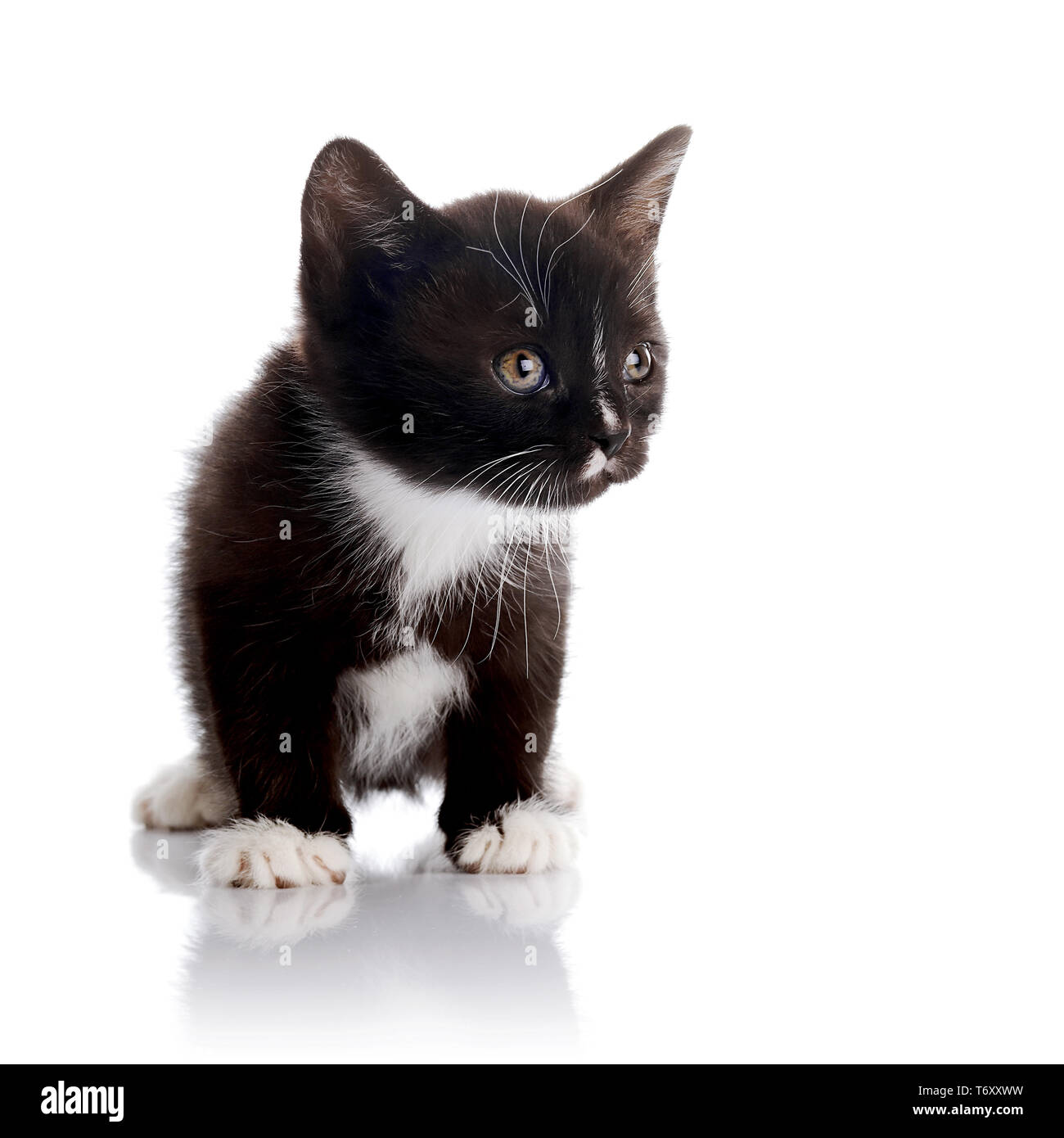 Chaton Noir Et Blanc Chaton Noir Moelleux Chaton Sur Un Fond Blanc Petit Predateur Kitty Noir Petit Chat Photo Stock Alamy
