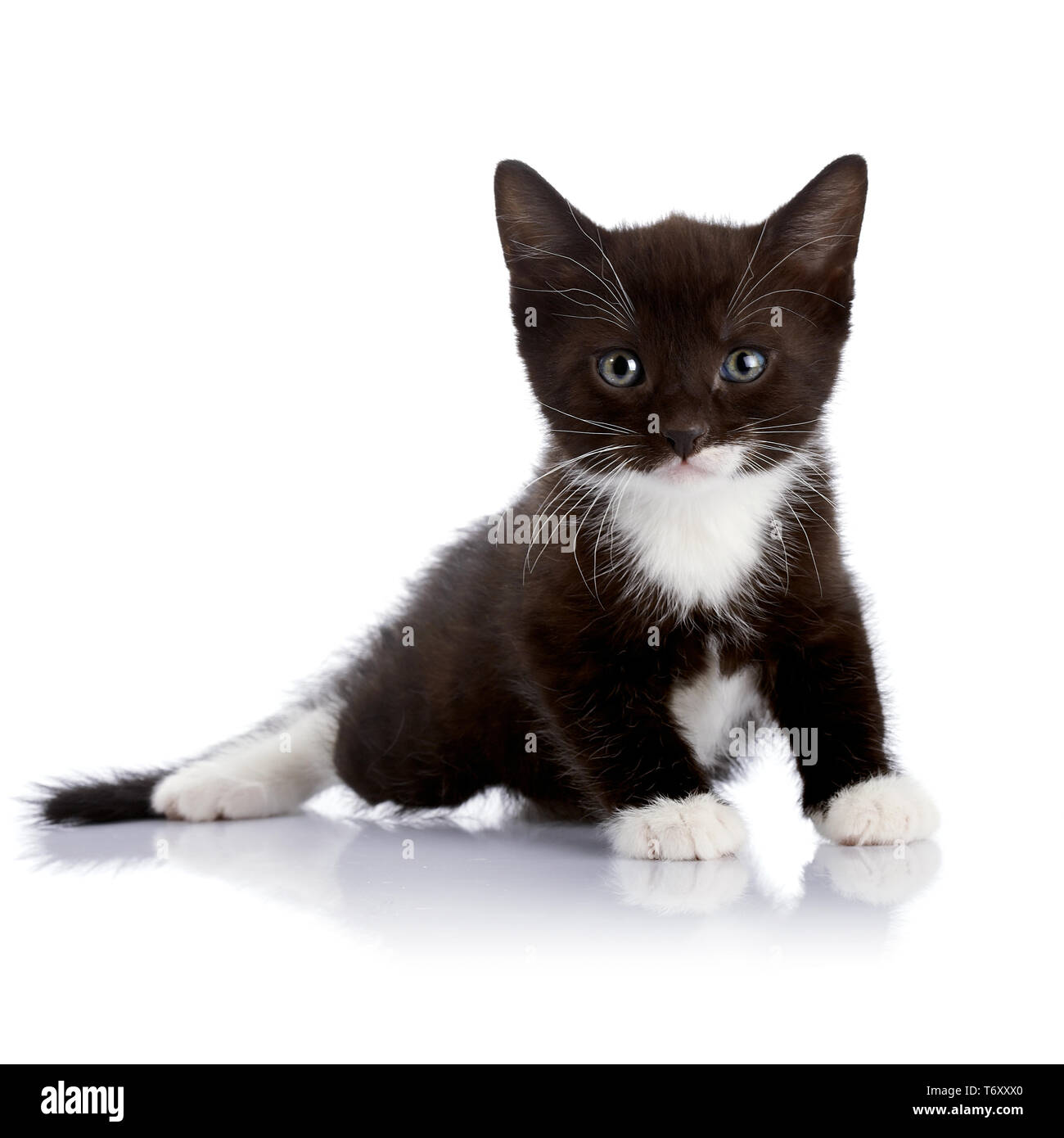 Chaton Noir Et Blanc Chaton Noir Moelleux Chaton Sur Un Fond Blanc Petit Predateur Kitty Noir Petit Chat Photo Stock Alamy