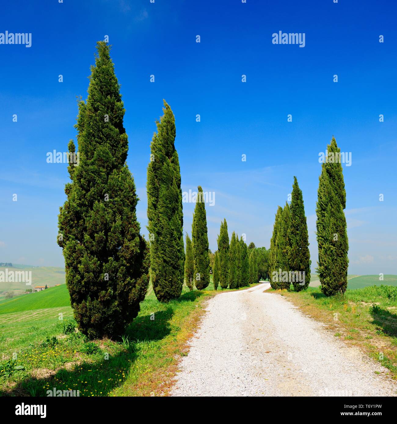 Paysage typiquement toscan avec Cypress Avenue, près de Pienza, Val d'Orcia, Toscane, Italie Banque D'Images