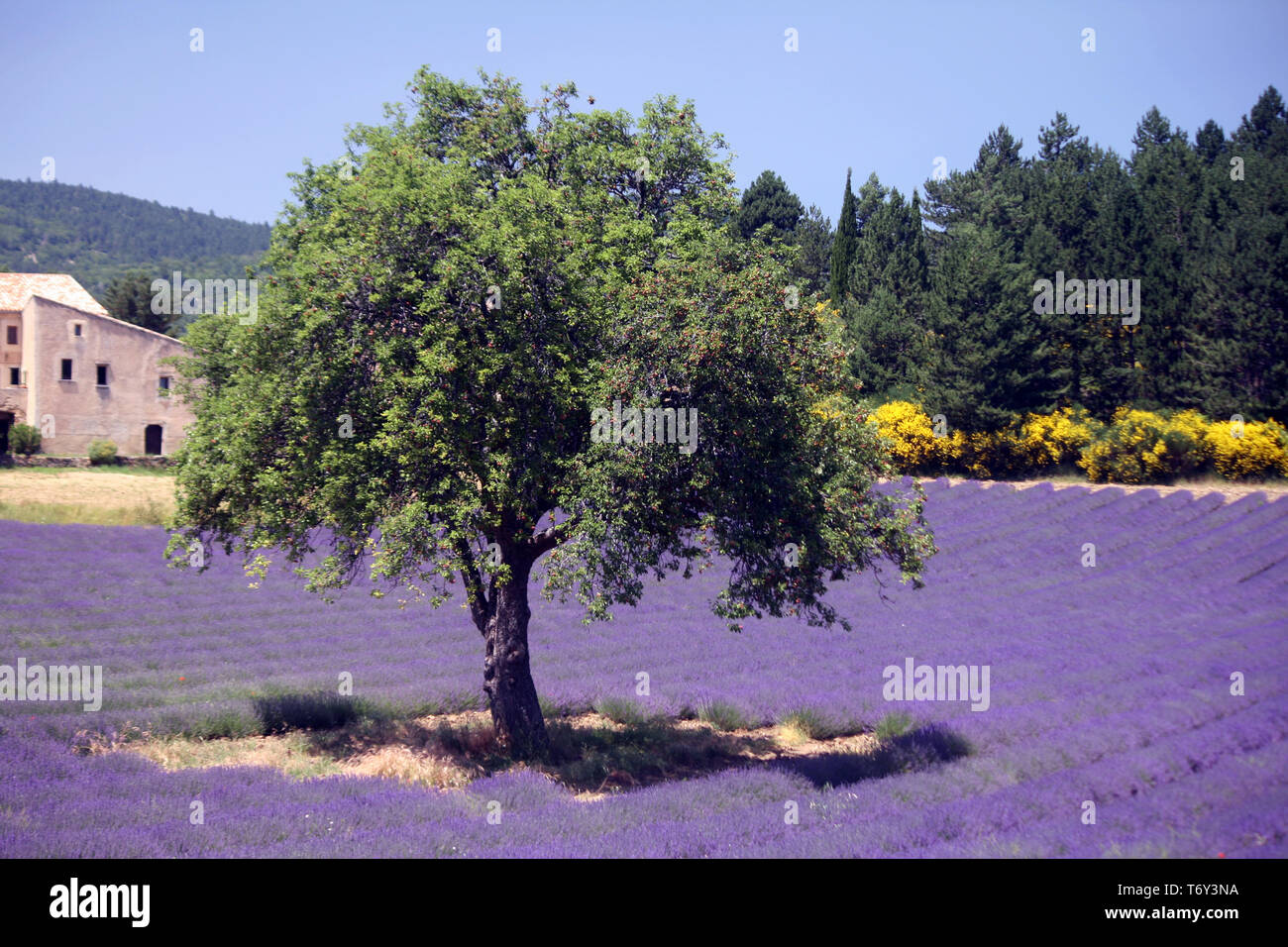 Arbre en champ de lavande Banque D'Images