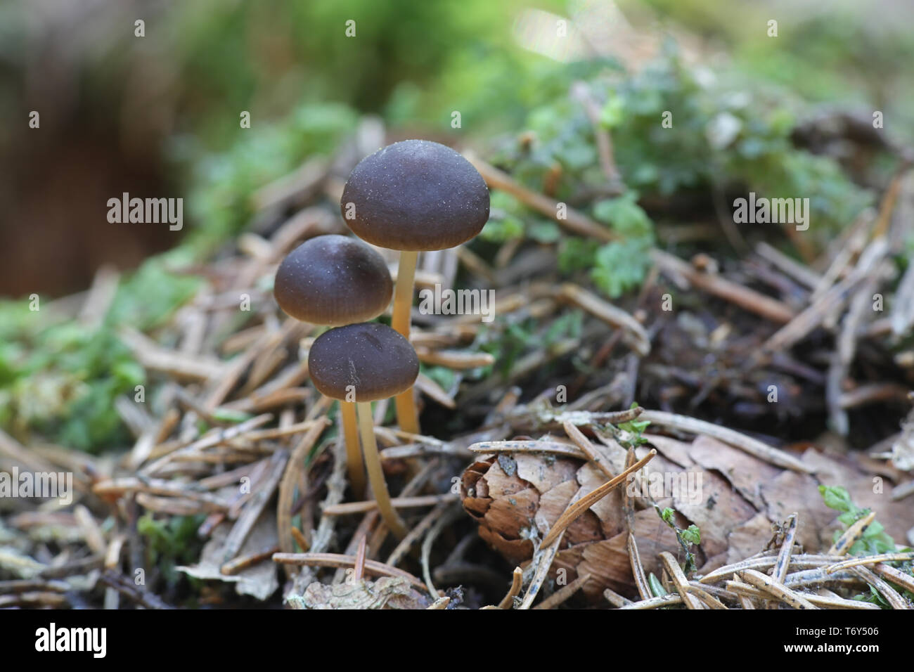 Sprucecone Strobilurus esculentus, cap, de champignons sauvages comestibles Banque D'Images