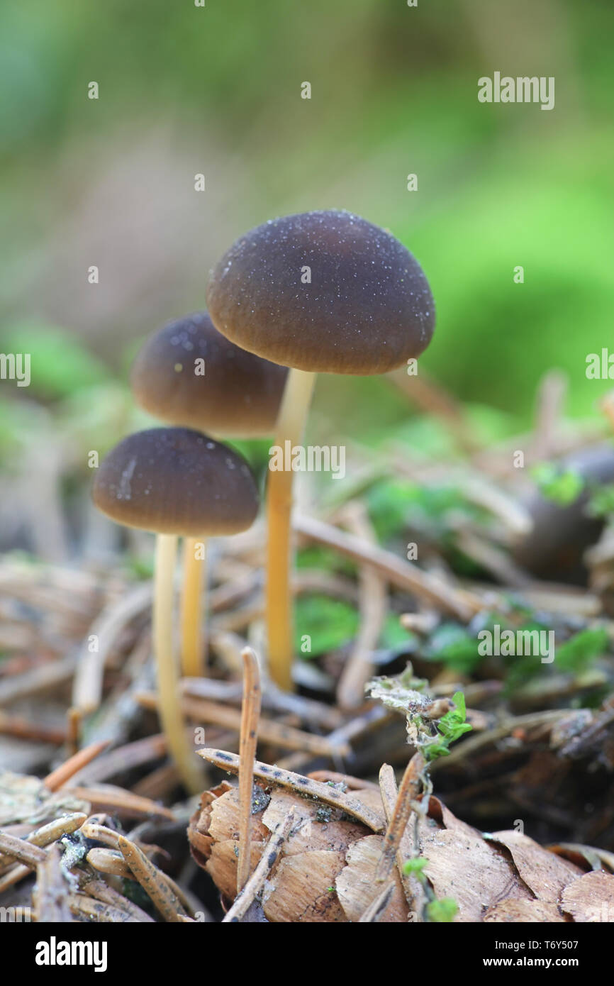 Sprucecone Strobilurus esculentus, cap, de champignons sauvages comestibles Banque D'Images