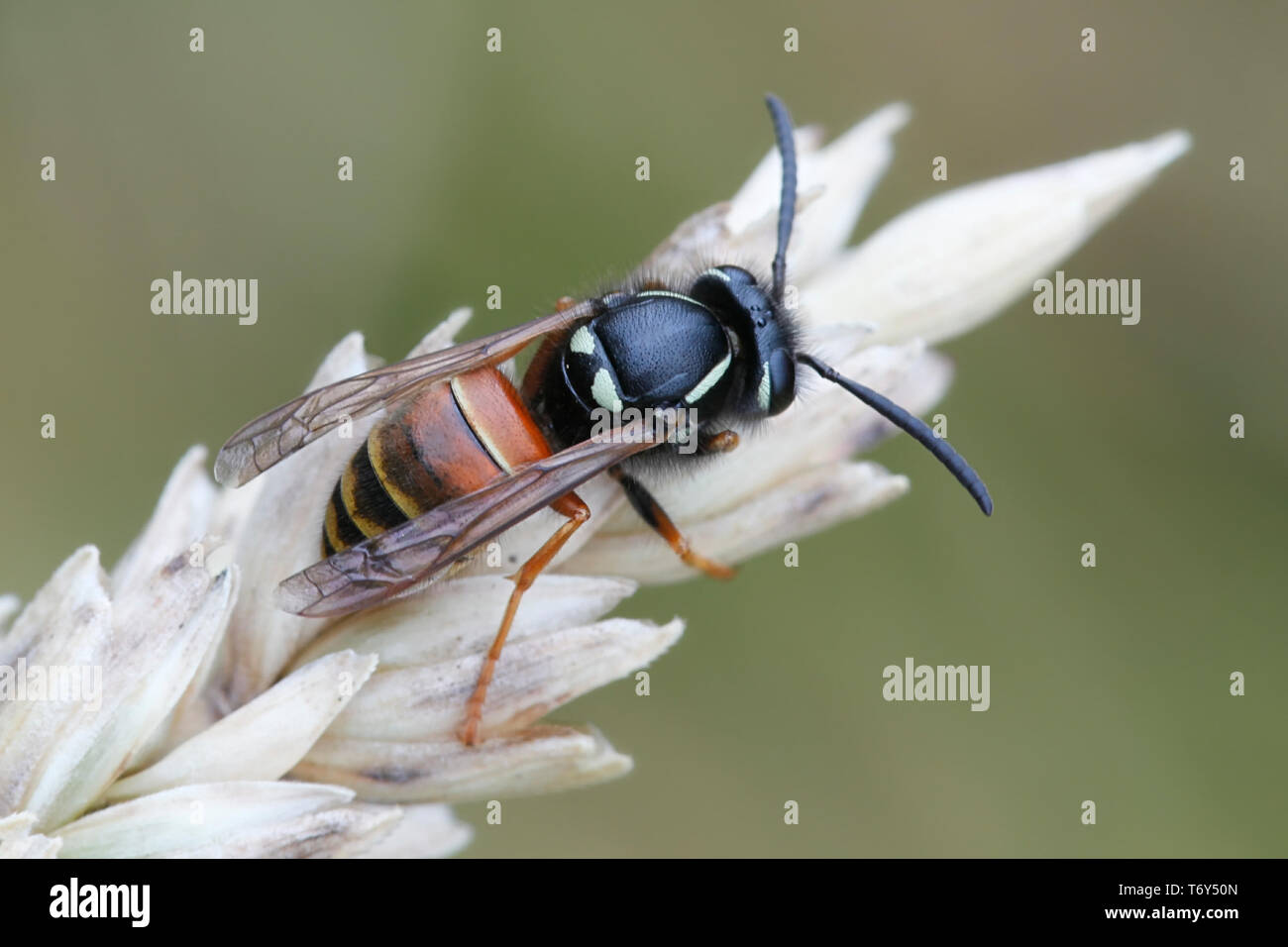 Vespula rufa, communément connue sous le nom de wasp rouge Banque D'Images