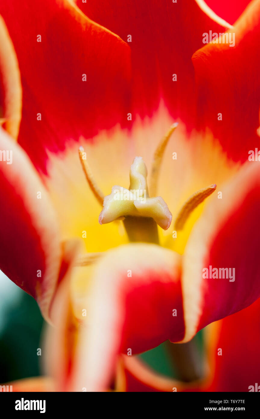 Close up of tulip Aladdin montrant la stigmatisation et l'étamine fleurs sont rouge avec bordure jaune et appartiennent à la lys fleur de tulipes groupe Division 6 Banque D'Images