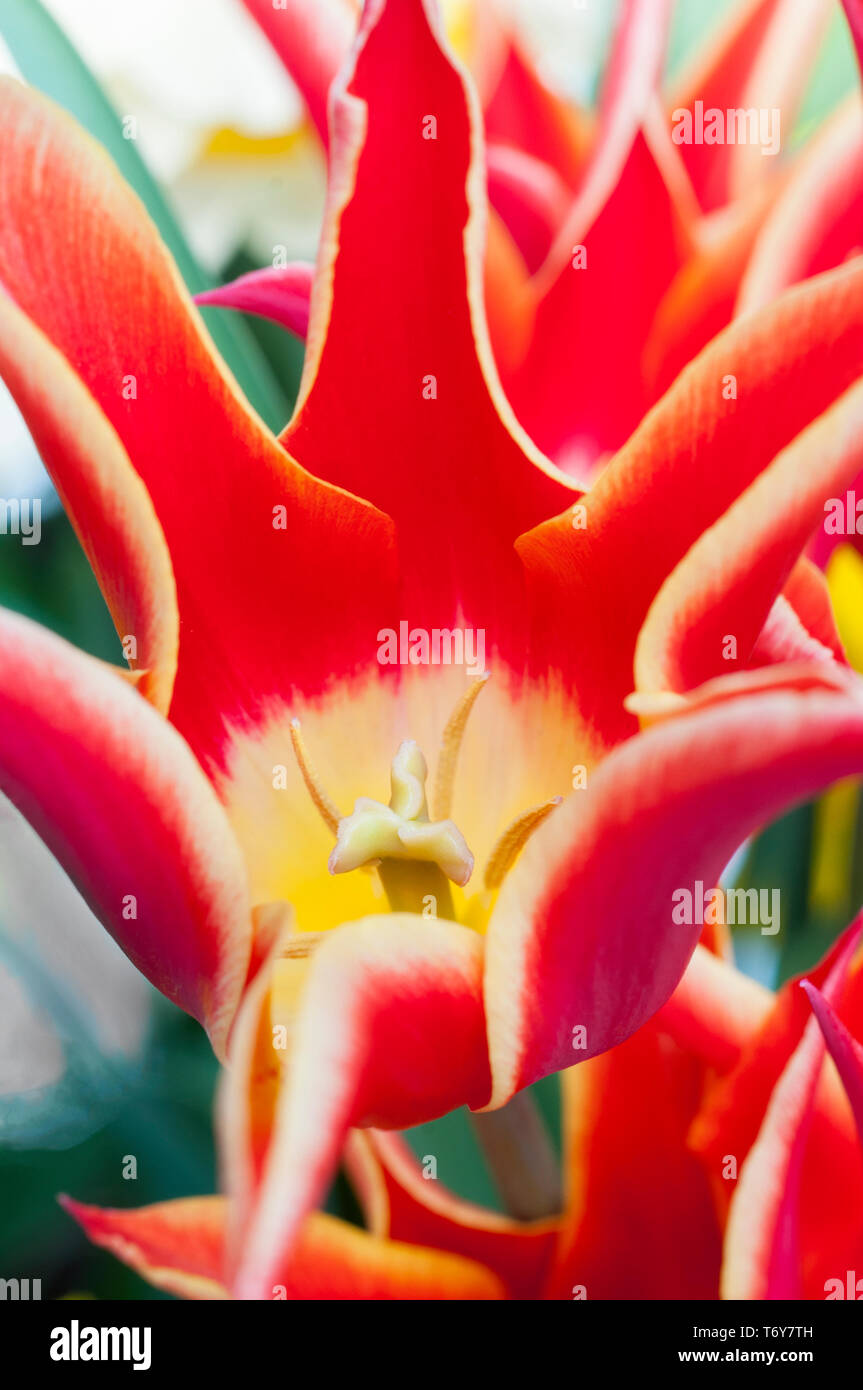 Close up of tulip Aladdin montrant la stigmatisation et l'étamine fleurs sont rouge avec bordure jaune et appartiennent à la lys fleur de tulipes groupe Division 6 Banque D'Images