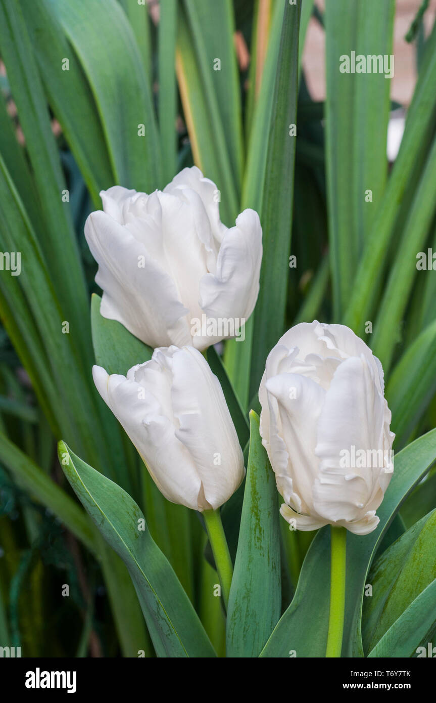 Groupe de rebelles blanc tulipes poussant dans une bordure fleurs en forme de coupe appartenant au groupe de tulipes perroquet Titre 10 Banque D'Images