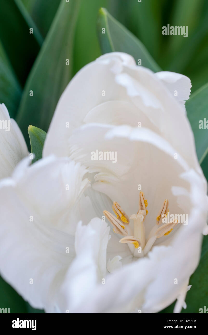 Close up of Tulip rebelle blanc montrant la stigmatisation et d'étamines des fleurs en forme de coupe appartenant au groupe de tulipes perroquet Titre 10 Banque D'Images