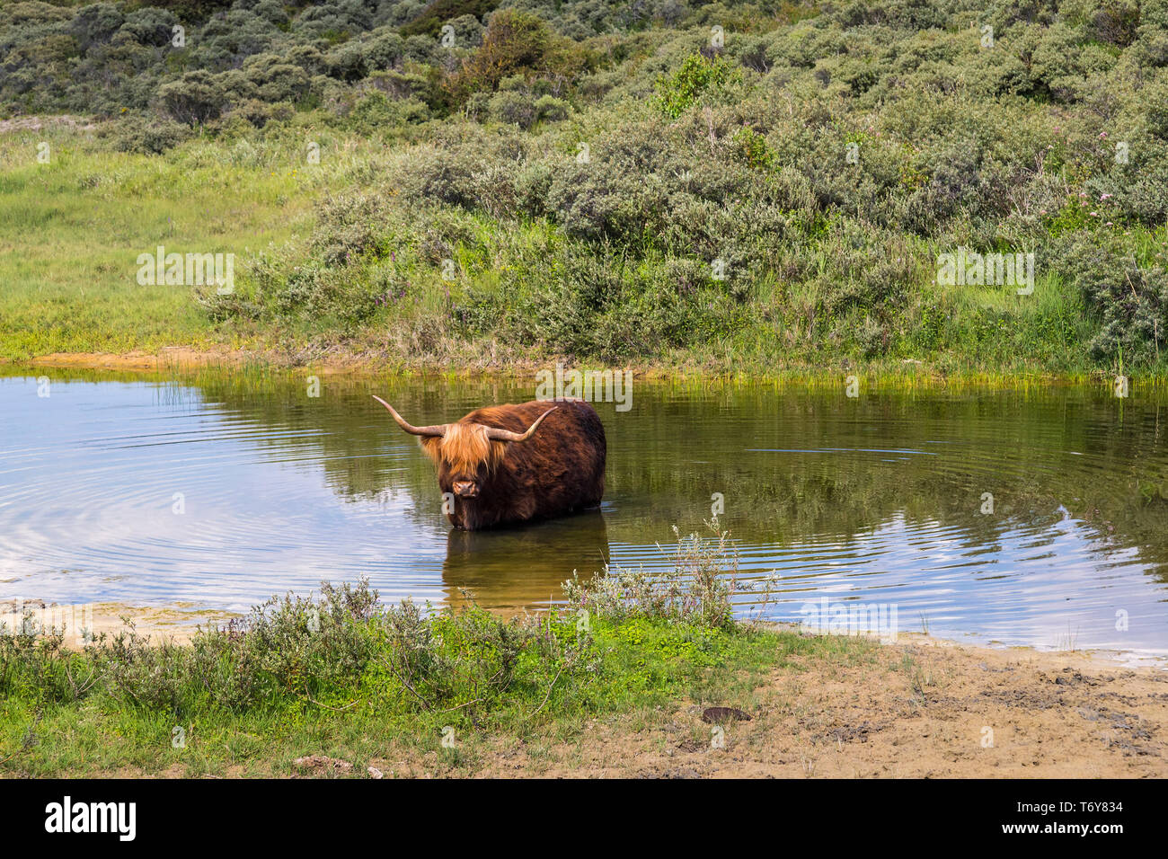 Aberdeen Angus cow Shetland se détendre dans un étang Banque D'Images