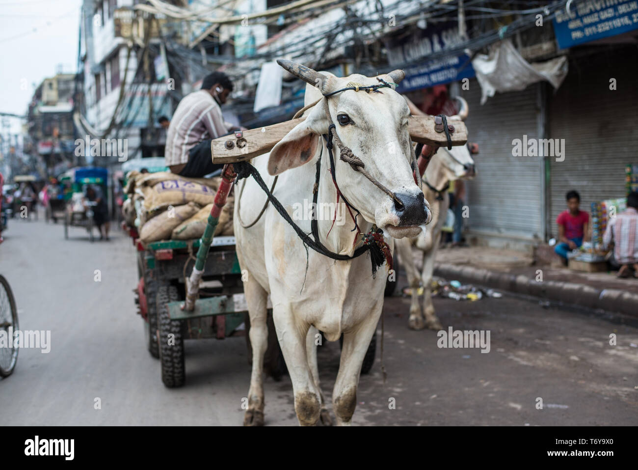 Panier vache tirant sur les rues de Varanasi, Inde Banque D'Images