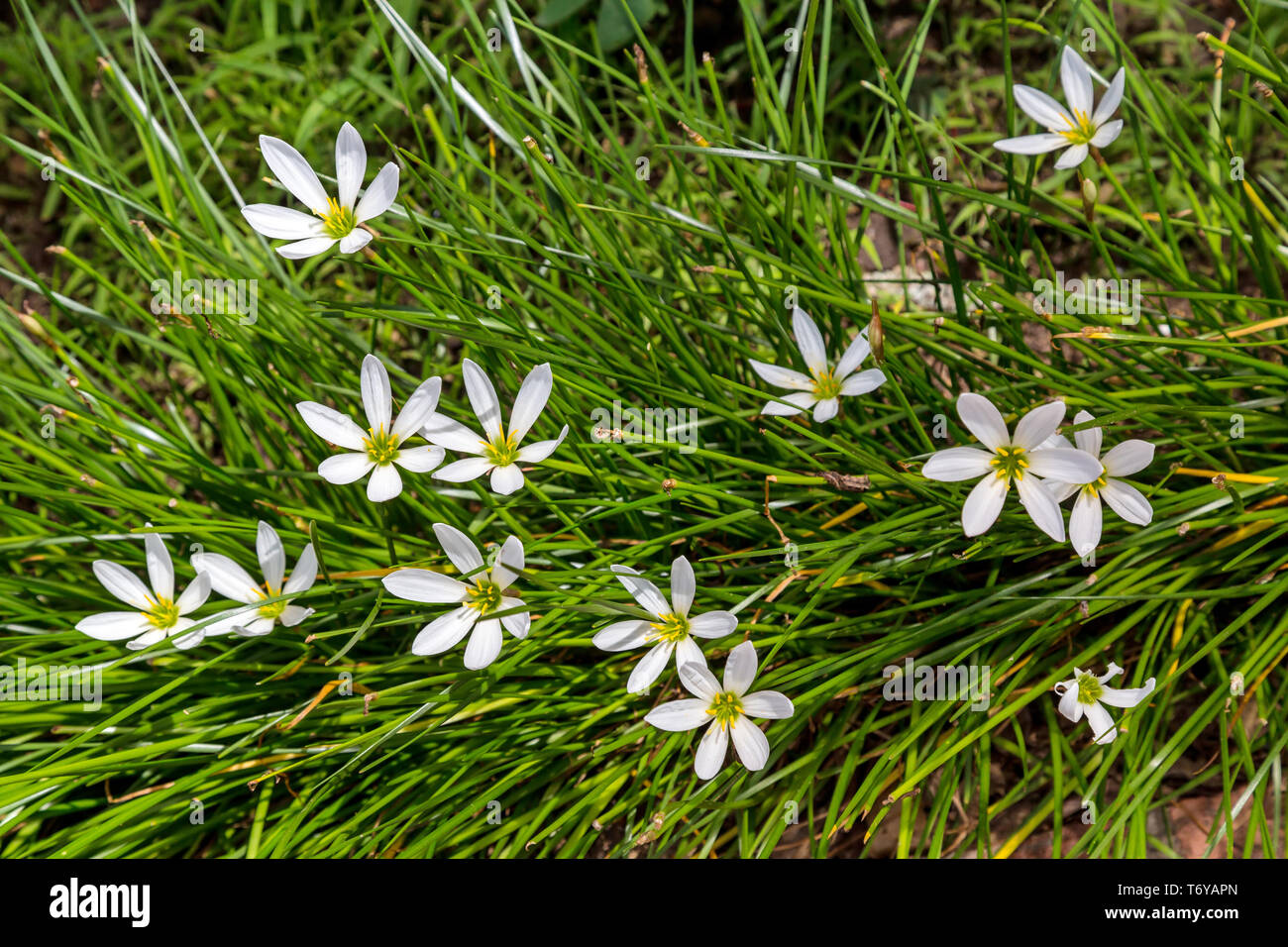 Fleurs en forme d'étoile Banque de photographies et d’images à haute — free download