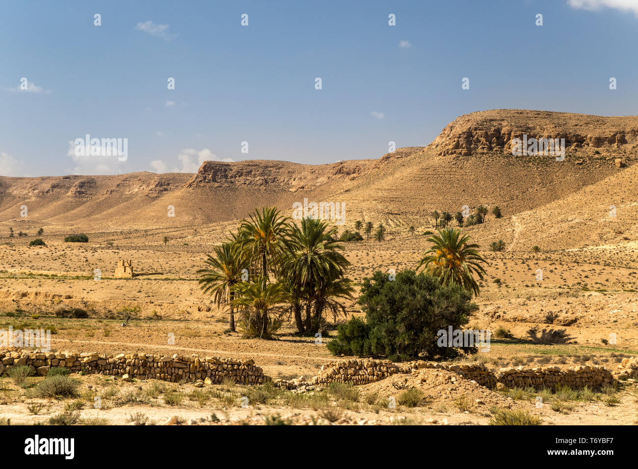 Oasis dans un désert. La Tunisie du Sud Banque D'Images