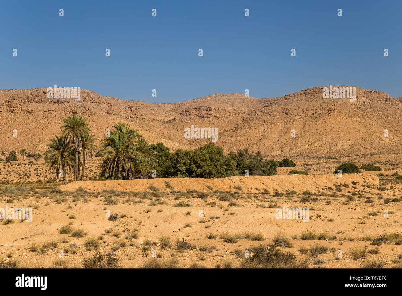 Oasis dans un désert. La Tunisie du Sud Banque D'Images