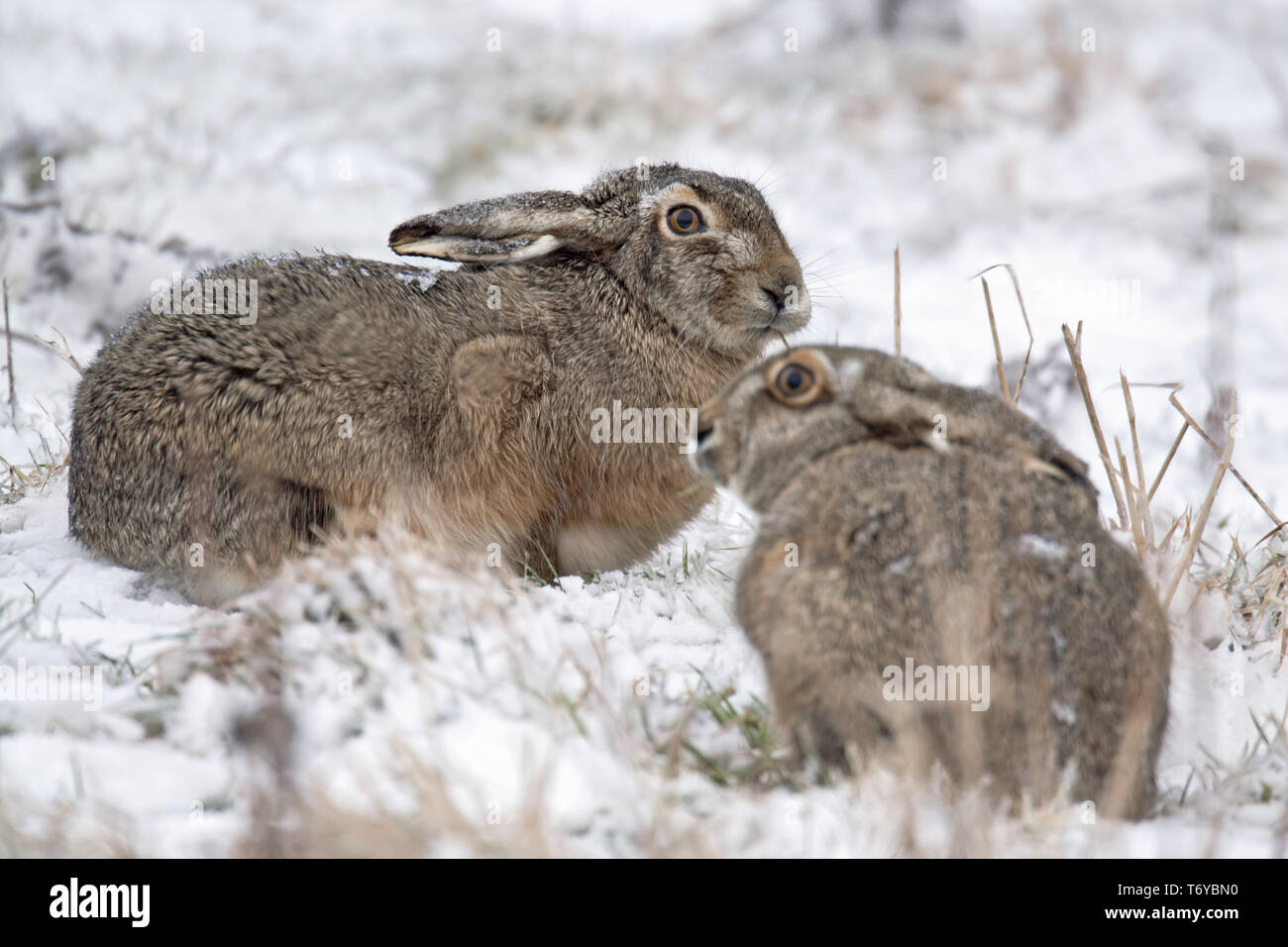 Les lièvres européens en hiver / Brown / lièvre Lepus europaeus Banque D'Images