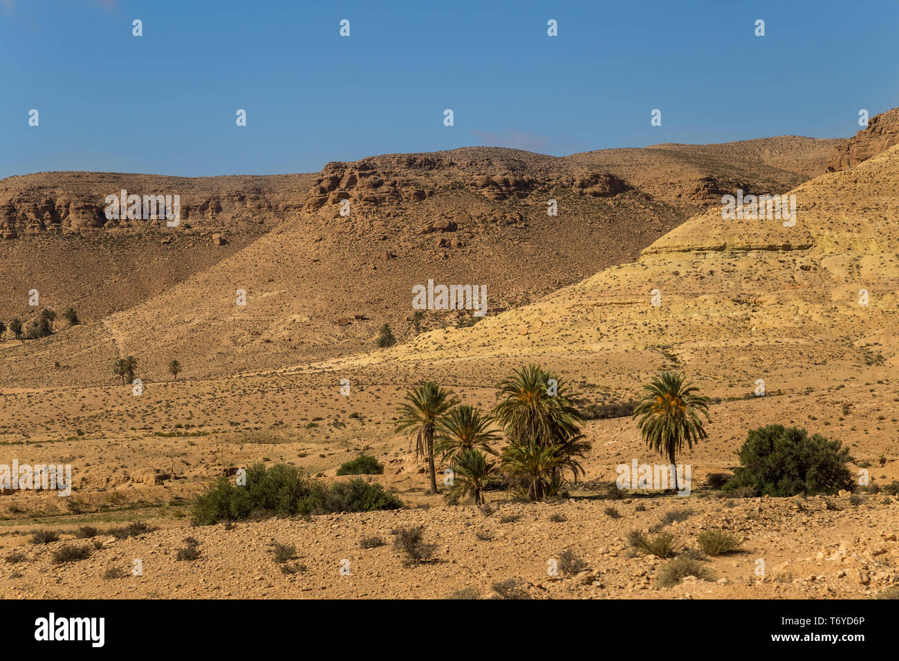 Oasis dans un désert. La Tunisie du Sud Banque D'Images